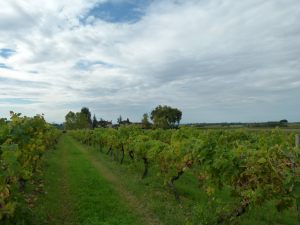 MANIBAN DOMAINE VIGNES OCTOBRE 2015 (2)